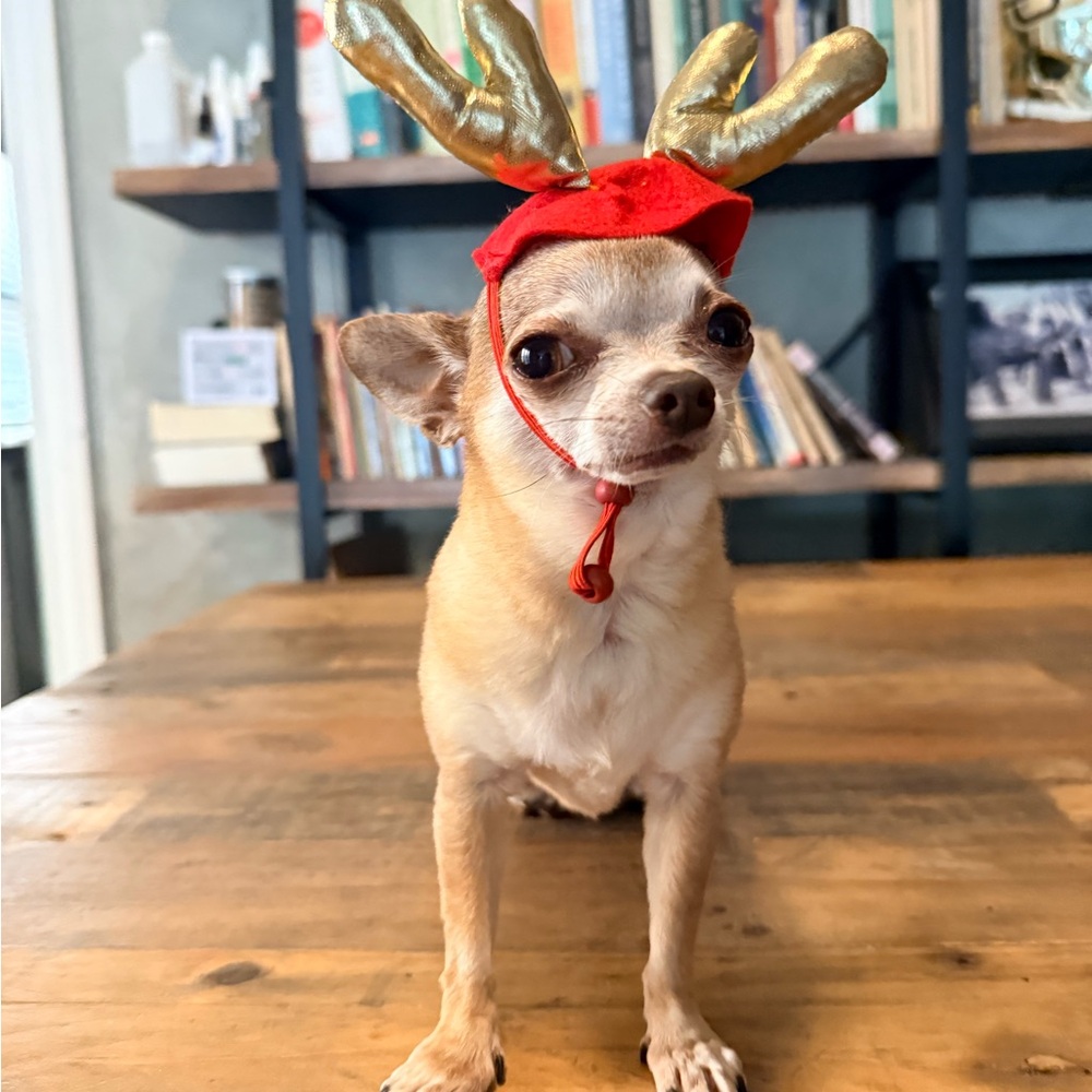 🦌 Gold Antler Reindeer Hat for Small Dogs